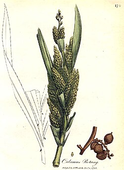 Calamus rotang