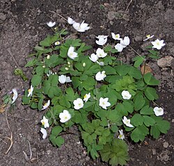 Isopyrum thalictroides