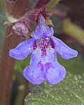 Glechoma hederacea