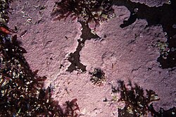 Phymatolithon acervatum