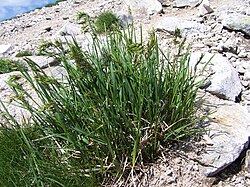 Poa alpina