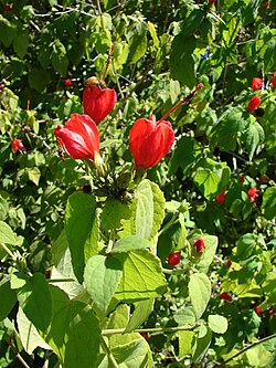 Malvaviscus arboreus