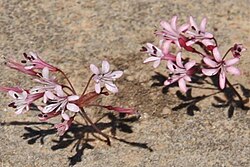 Strumaria watermeyeri