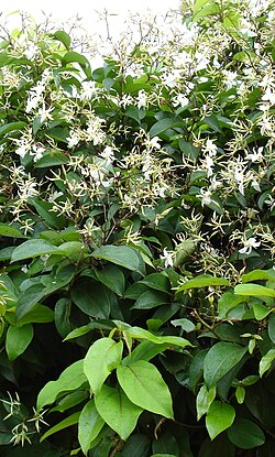 Aganosma heynei (sin. Aganosma dichotoma)