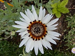 Arctotis stoechadifolia