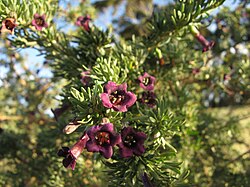 Lycium afrum, tipična vrsta