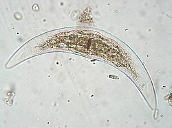 Monoraphidium sp.