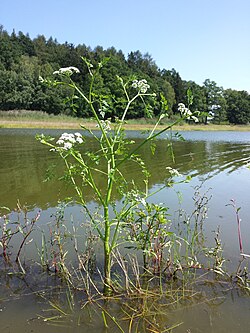 Vodena trbulja, Oenanthe aquatica
