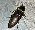 Pyrophorus noctilucus