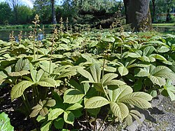 Rodgersia aesculifolia