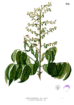 A. thyrsiflora