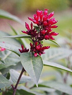 Cestrum elegans