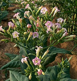 Nicotiana tabacum