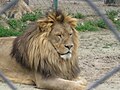 Lav u palićkom zoološkom vrtu