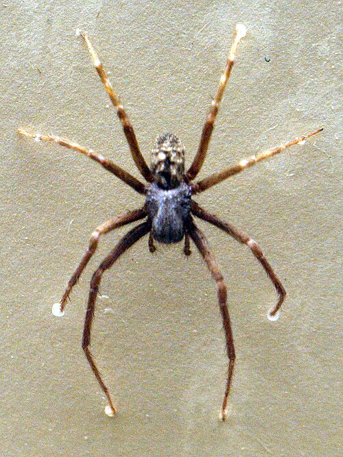 Datoteka:AustralianMuseum spider specimen 66.JPG