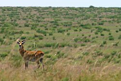 Nacionalni park Virunga