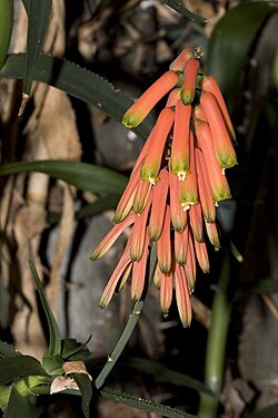 Aloiampelos ciliaris