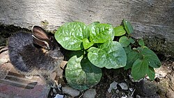 Basella alba i kunić