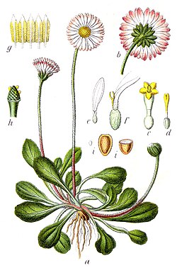 Tratinčica (Bellis perennis L.)