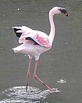 Phoenicopterus minor