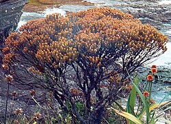 Grm, Bonnetia roraimae