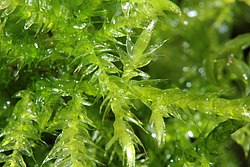 Brachythecium mildeanum