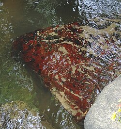 Hildenbrandia rivularis