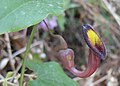 Aristolochia sempervirens