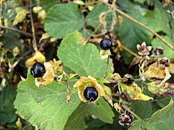 Bobičasta gušavica