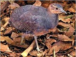 Crypturellus noctivagus noctivagus