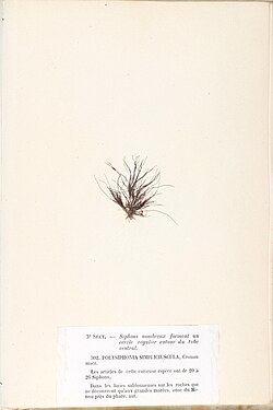 Ophidocladus simpliciusculus