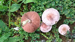 Agaricus diminutivus
