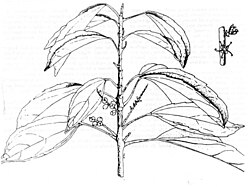 Alchorneopsis portoricensis