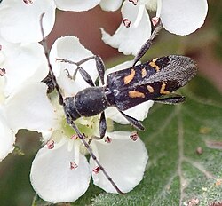 Anaglyptus luteofasciatus