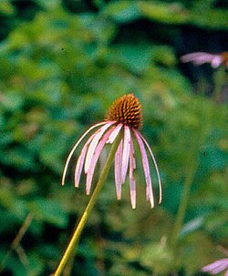 Echinacea laevigata