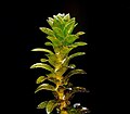 Elodea canadensis