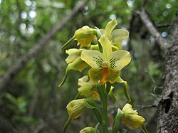 Gavilea odoratissima