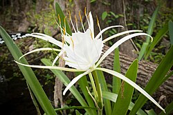 Hymenocallis rotata