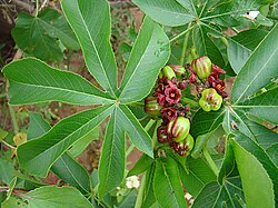 Jatropha excisa