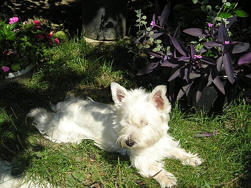Zapadno škotski bijeli terijer