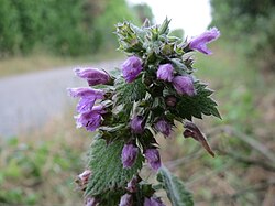 B. nigra, crnoglavac ili crna kopriva