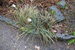 Metličasta vlasulja, Xanthochloa paniculata ili Festuca paniculata.