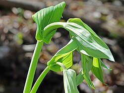 Streptopus amplexifolius