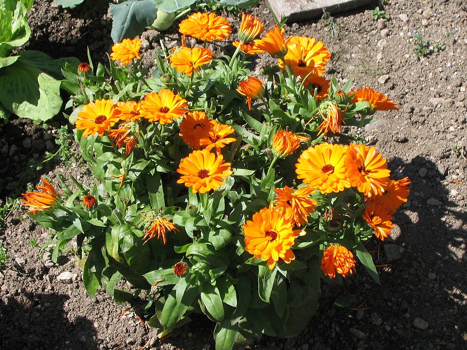 Datoteka:Calendula officinalis 3517.jpg