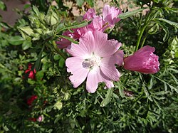 Malva moschata