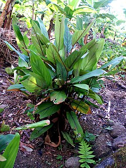Maranta arundinacea