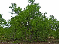 Stablo