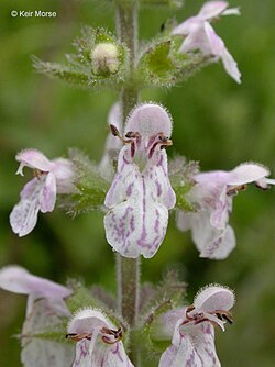 Stachys rigida
