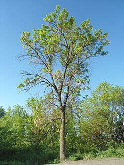 Pensilvanijski jasen