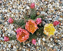 Opuntia fragilis